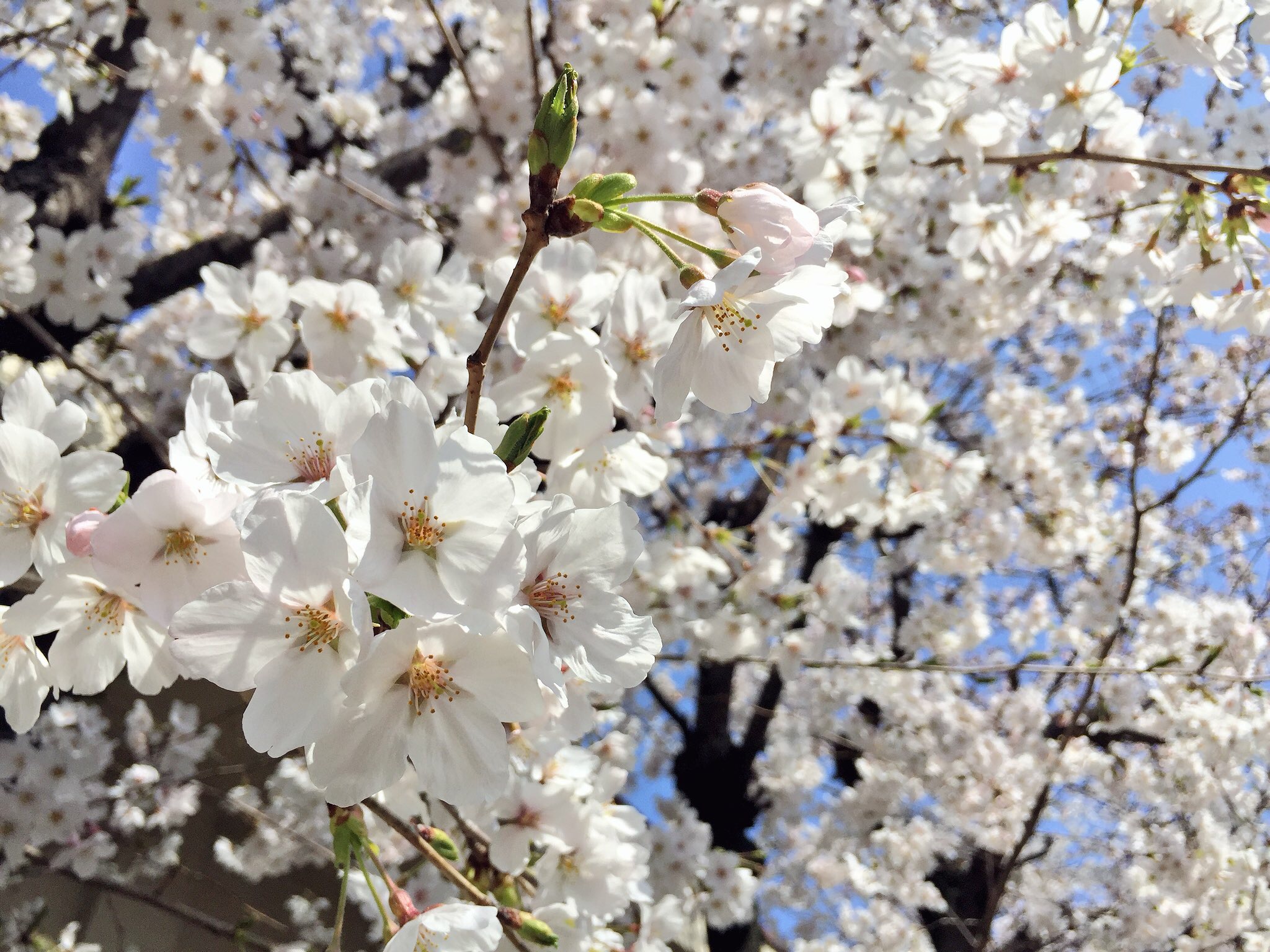 ついに堺でも桜が満開です！