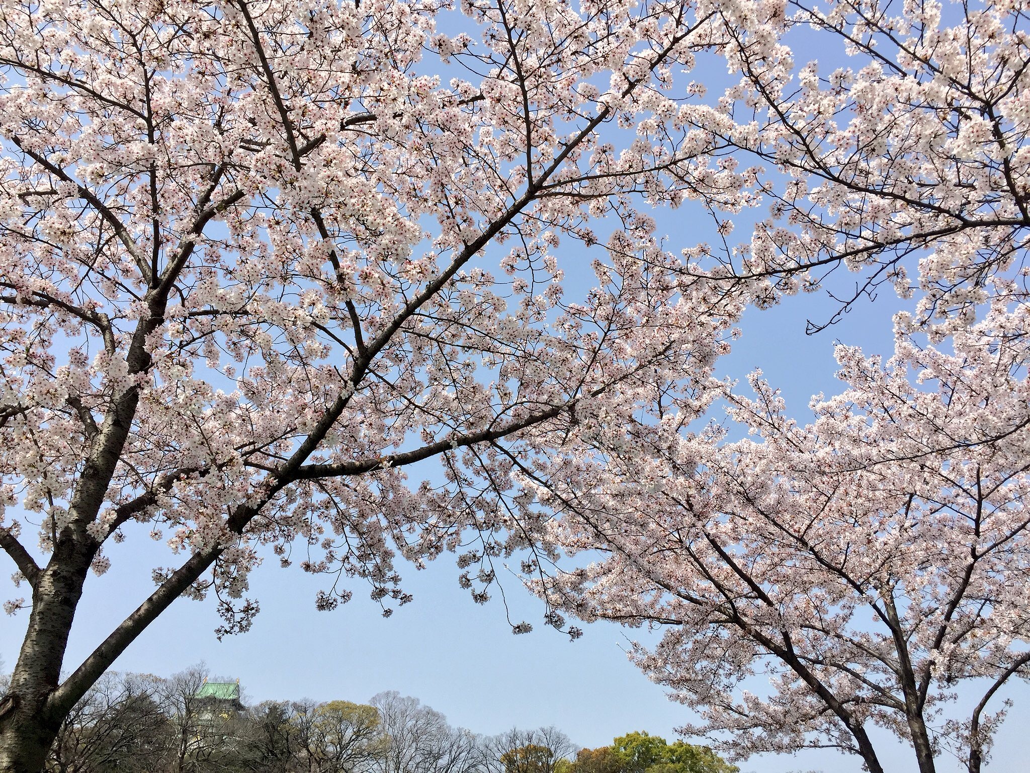 お花見＠大阪城公園