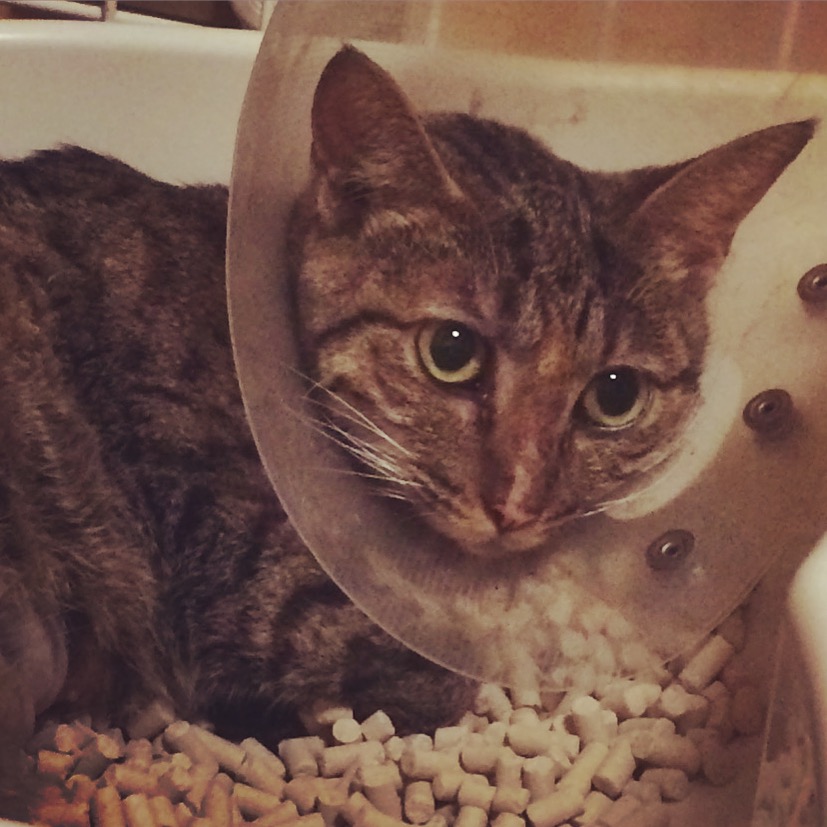 夏休みも後少し…