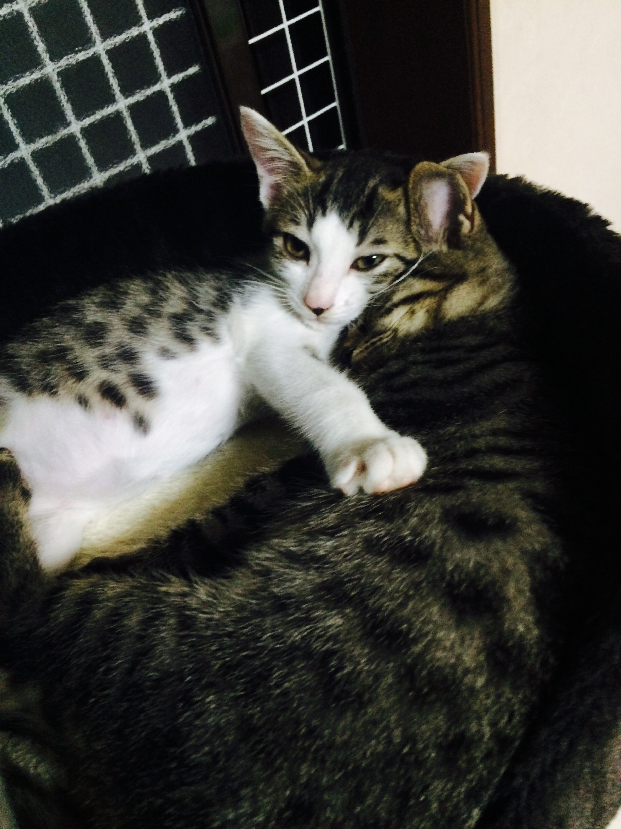 涼しくなってきました☆