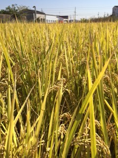 秋の恒例行事☆