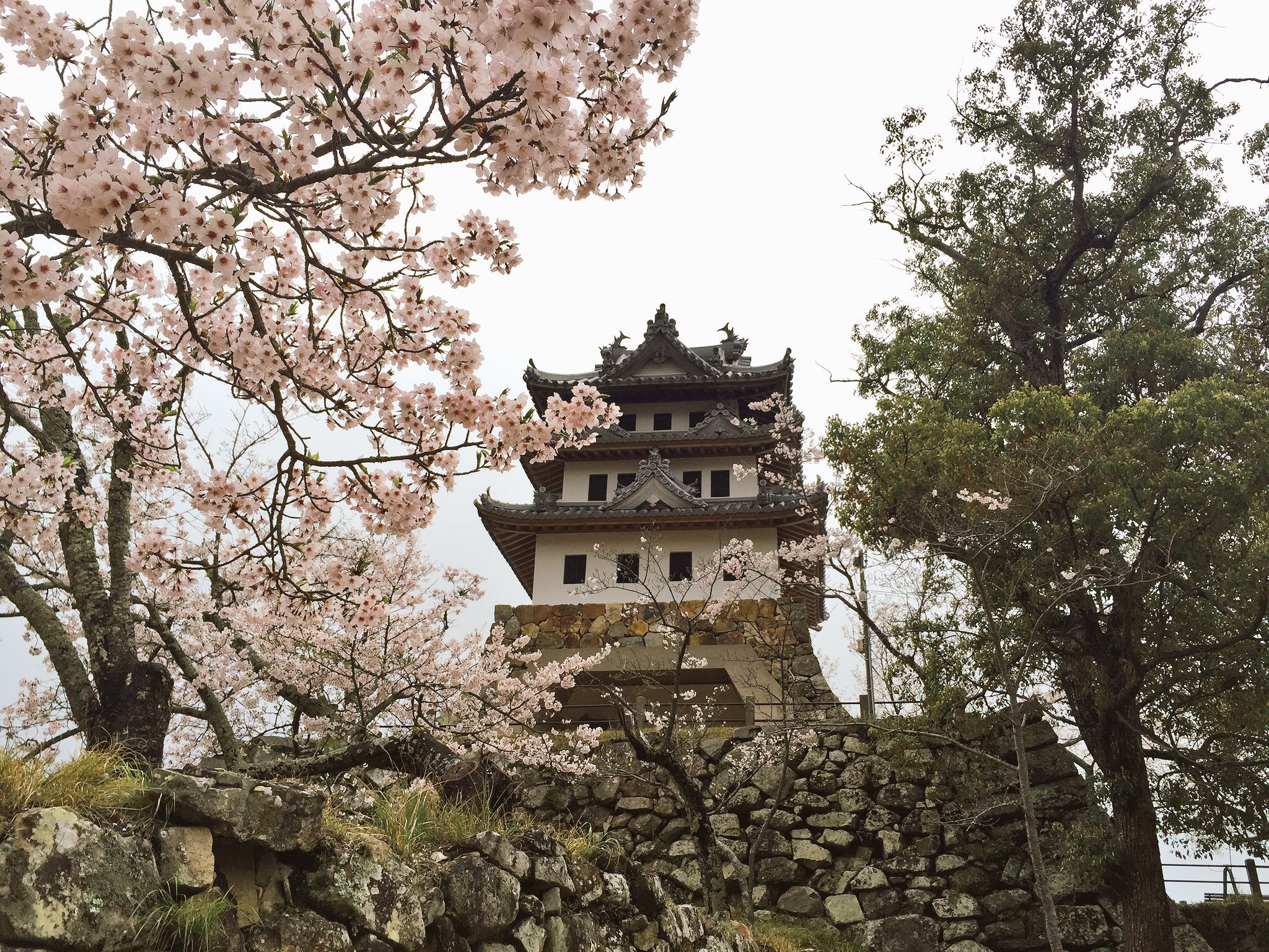 お花見ｉｎあわじ島