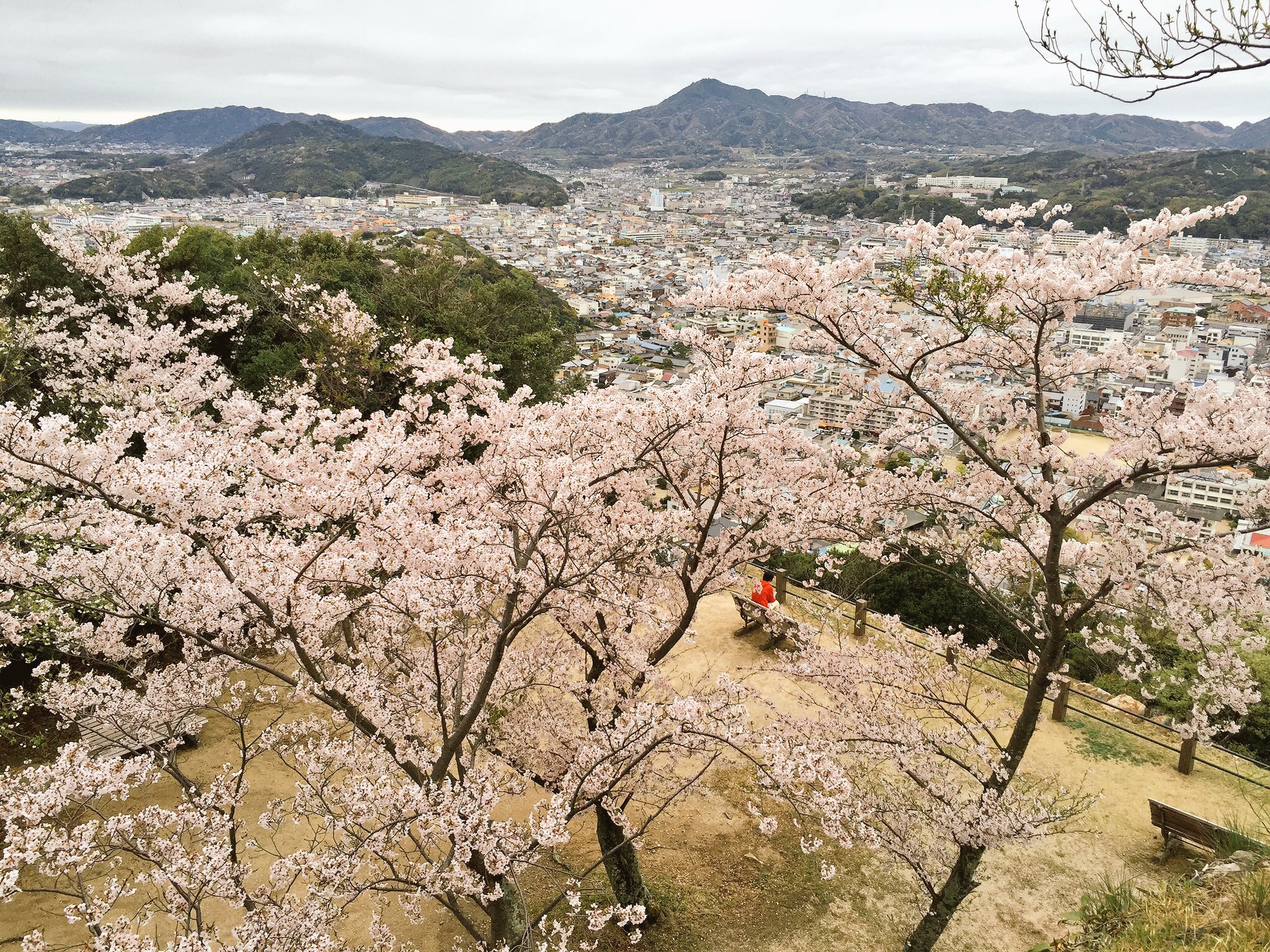お花見ｉｎあわじ島