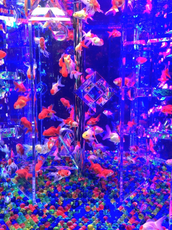 Aquqrium…♪