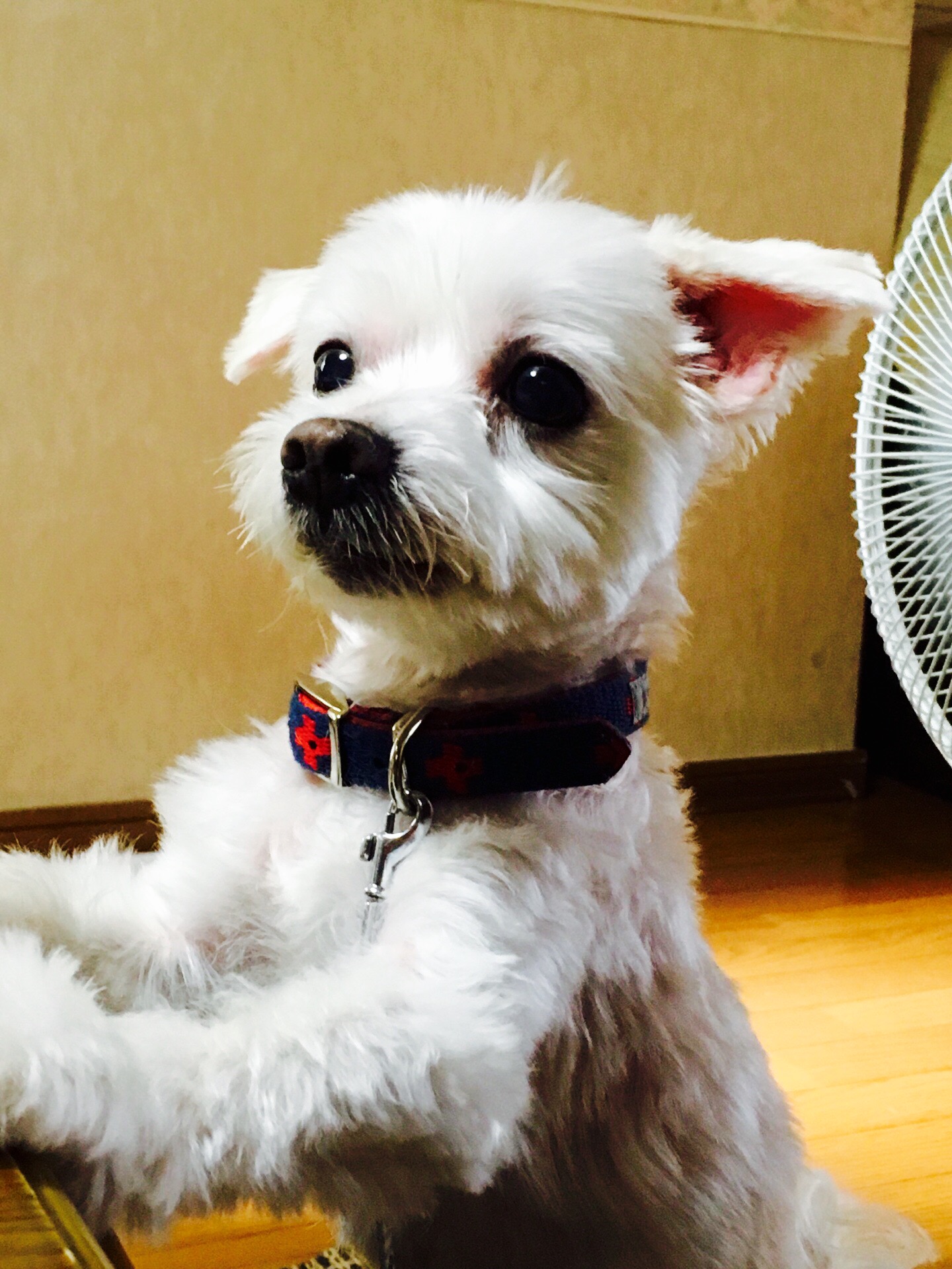 名犬ボーちゃん