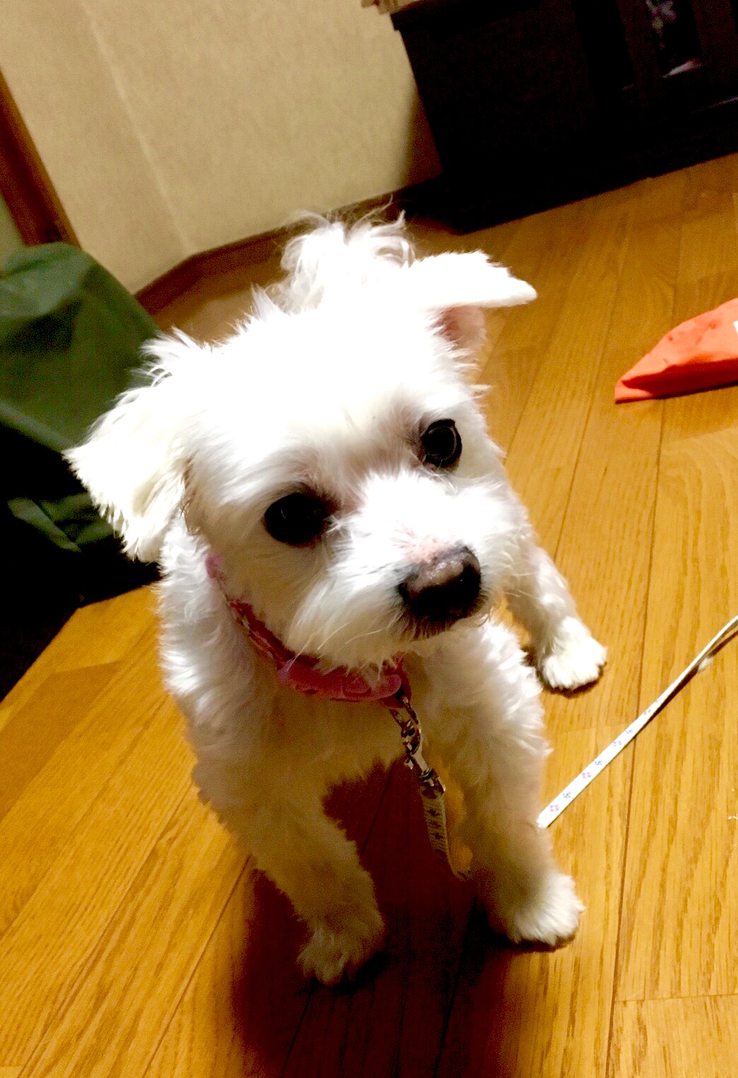 名犬ボーちゃん