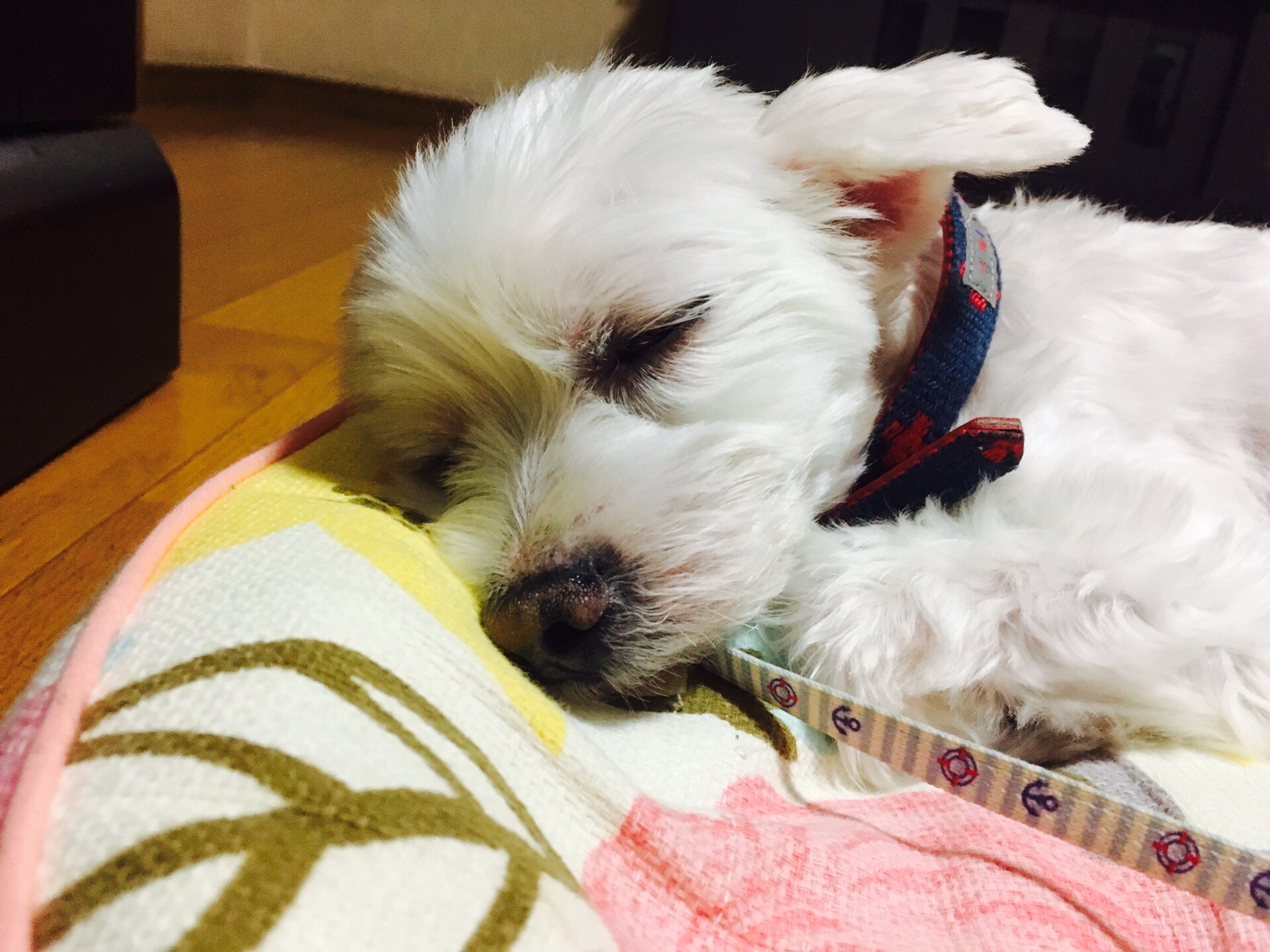 名犬ボーちゃん