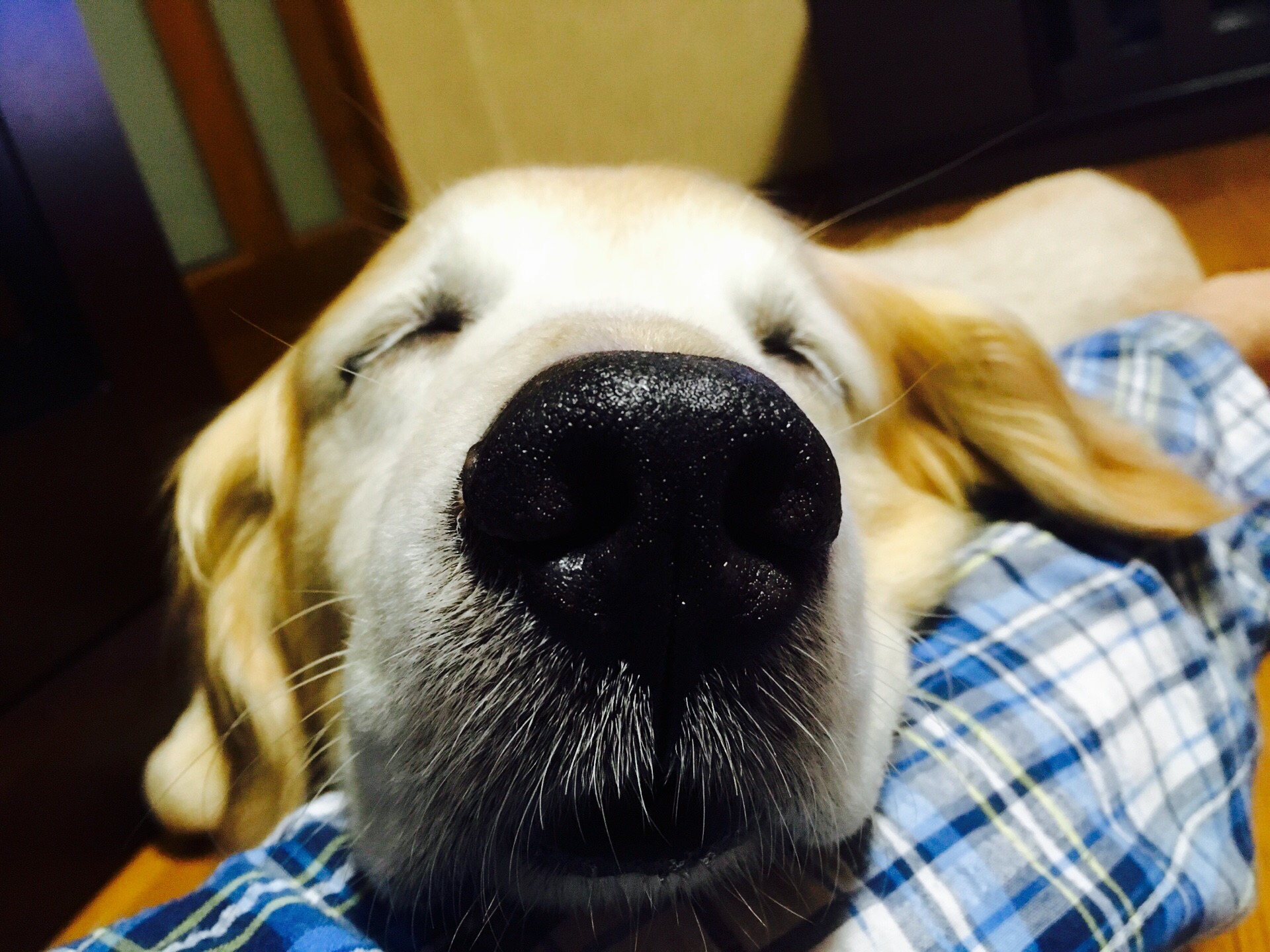 名犬ベンくん