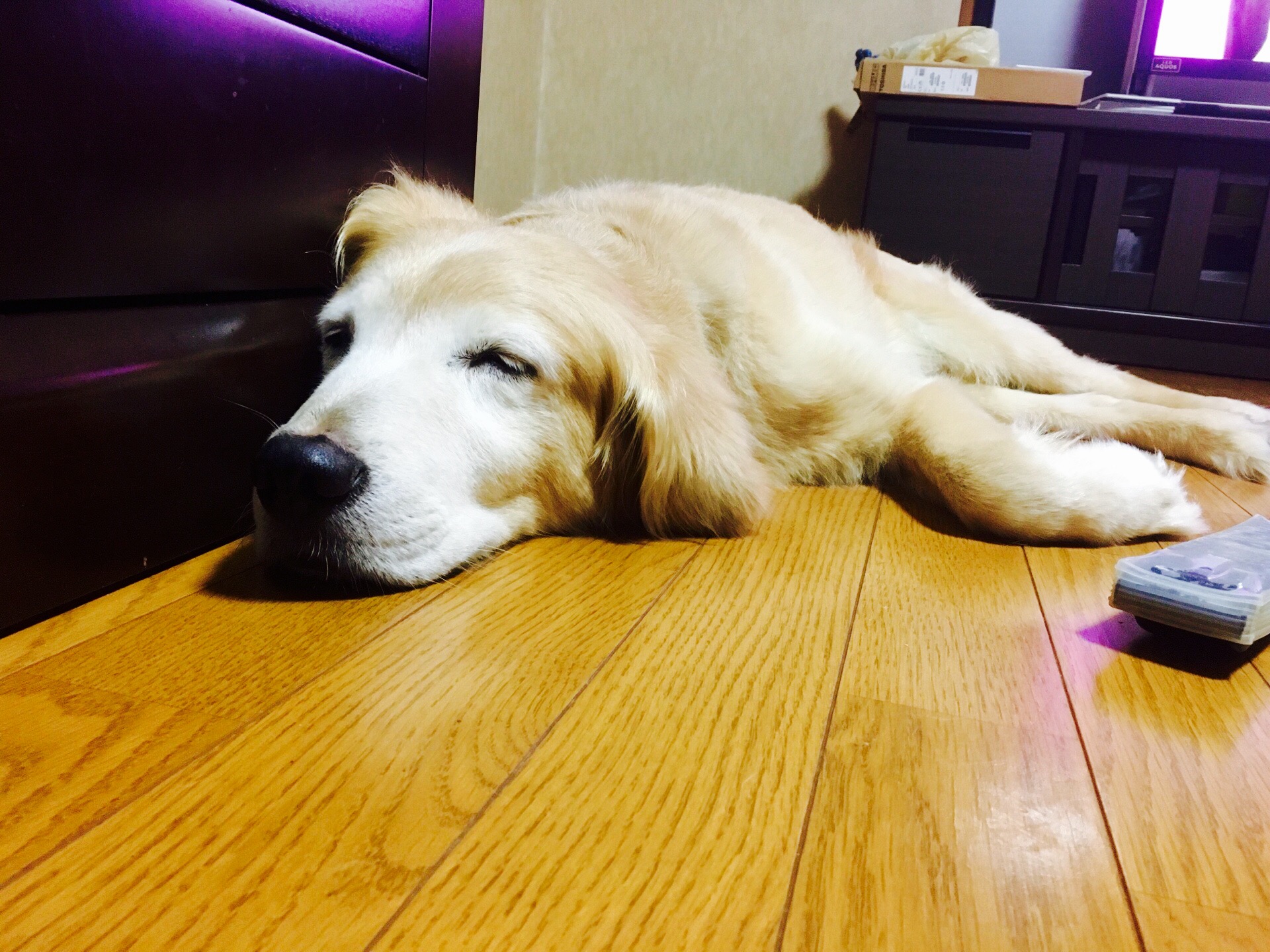 名犬ベンくん