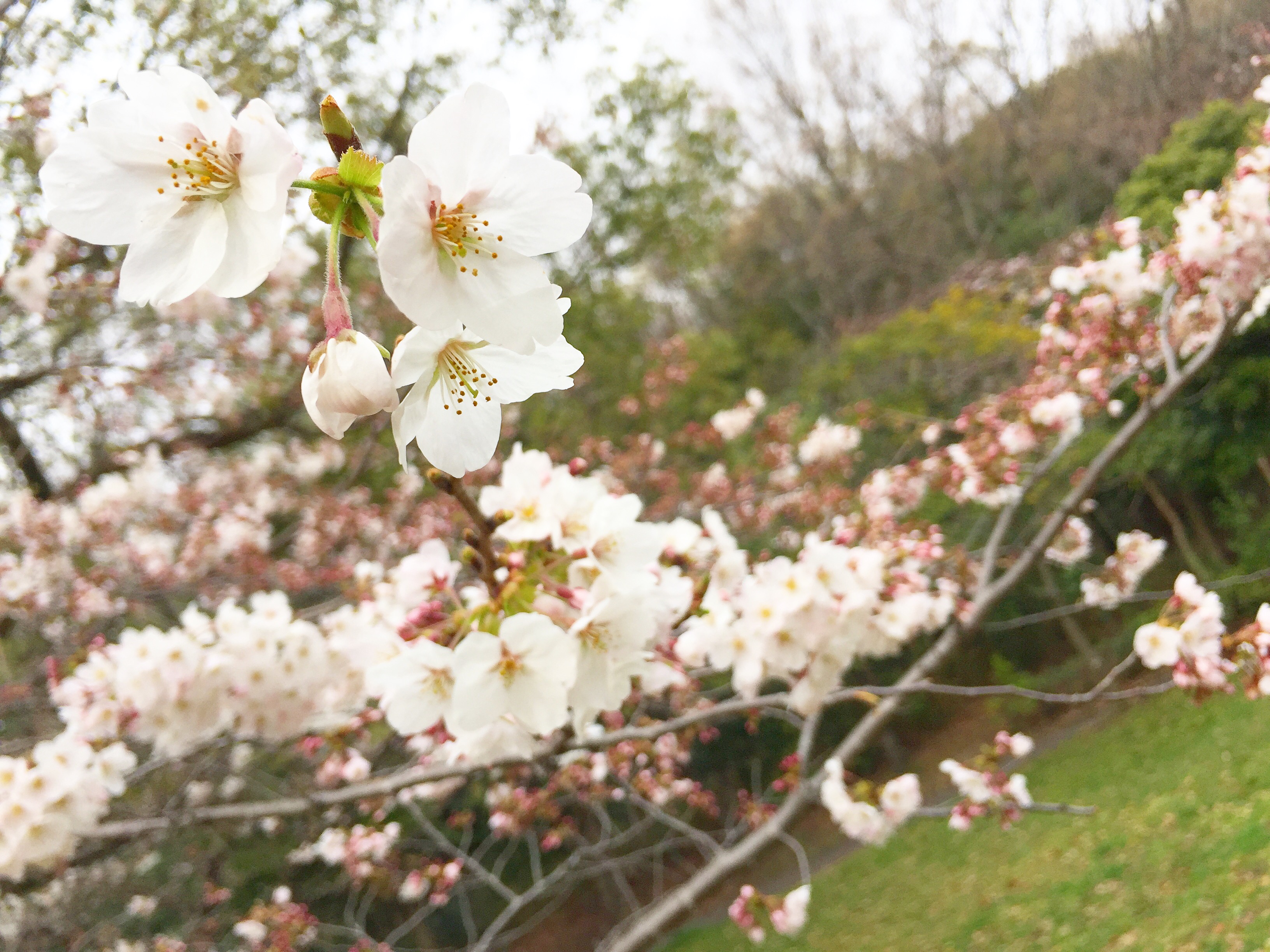 お花見してきました