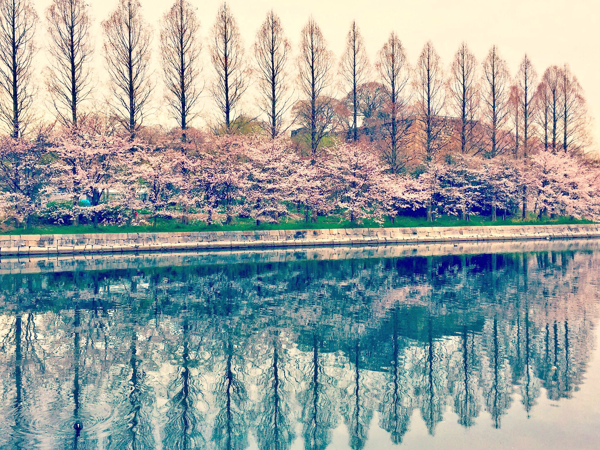 お花見してきました