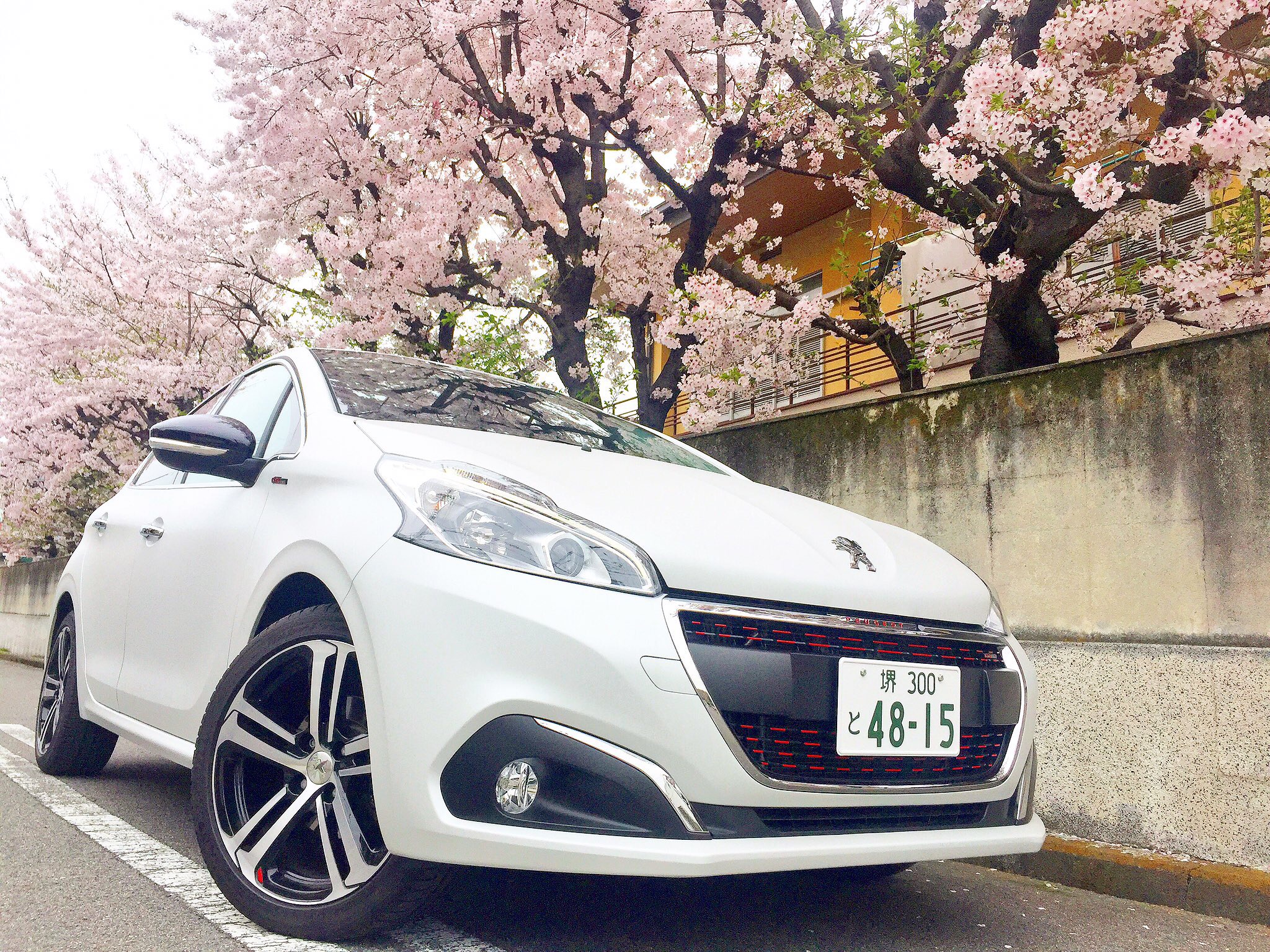 満開の桜とカッコイイモデル