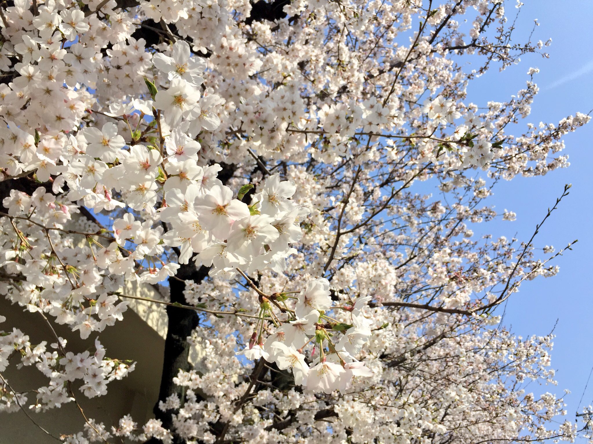 ついに堺でも桜が満開です！