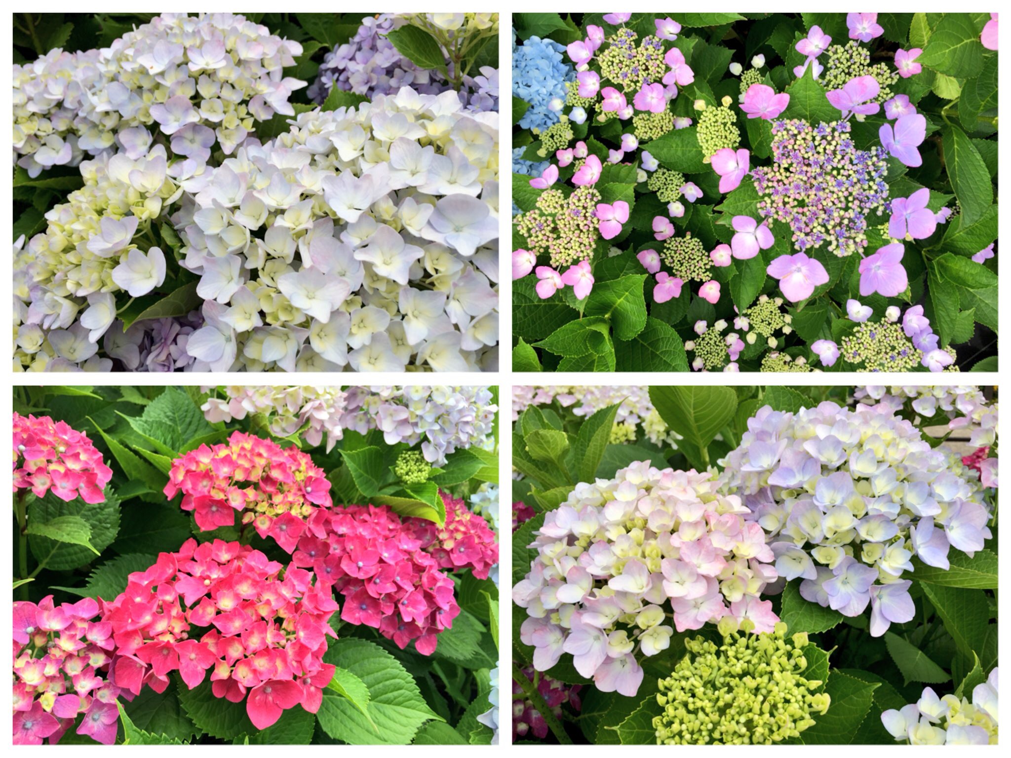 満開のアジサイ