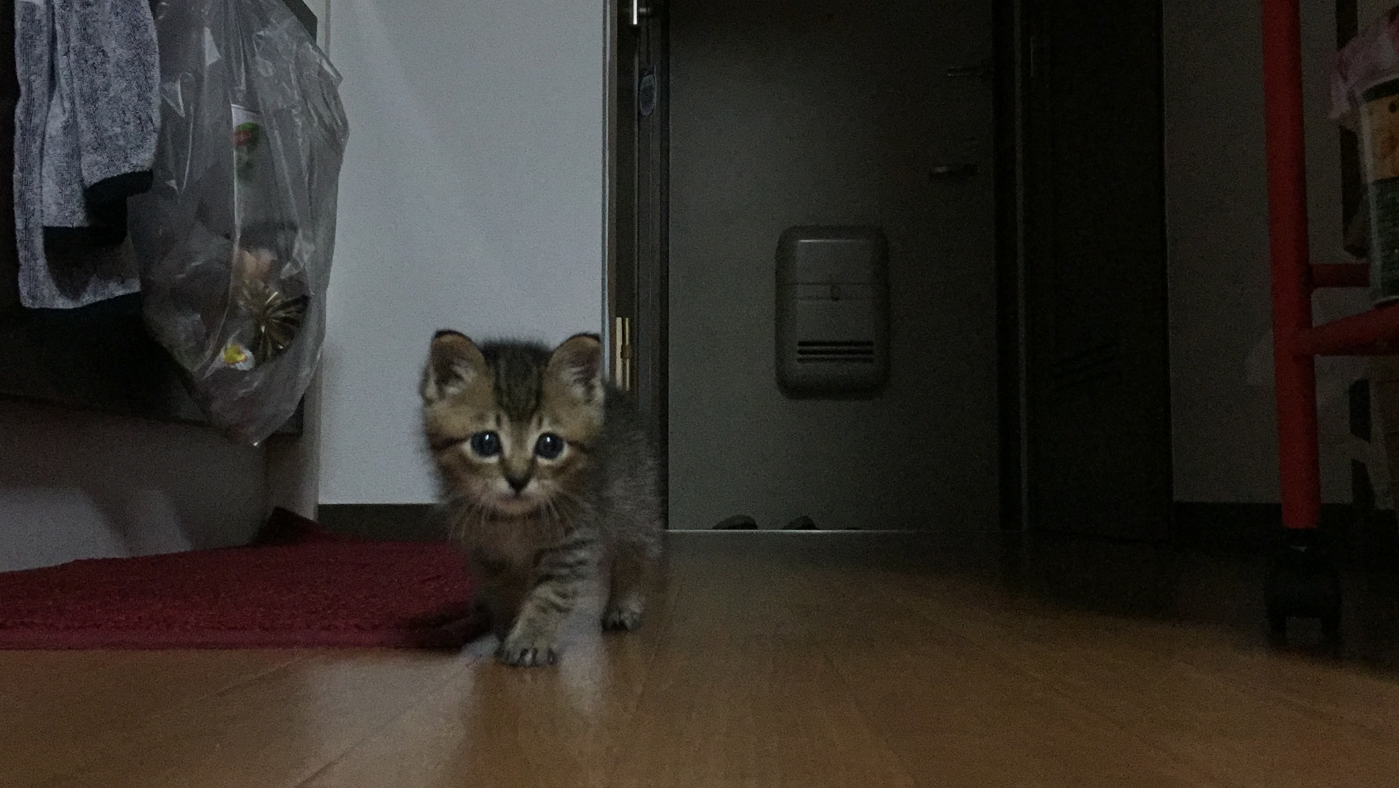 可愛いネコちゃん