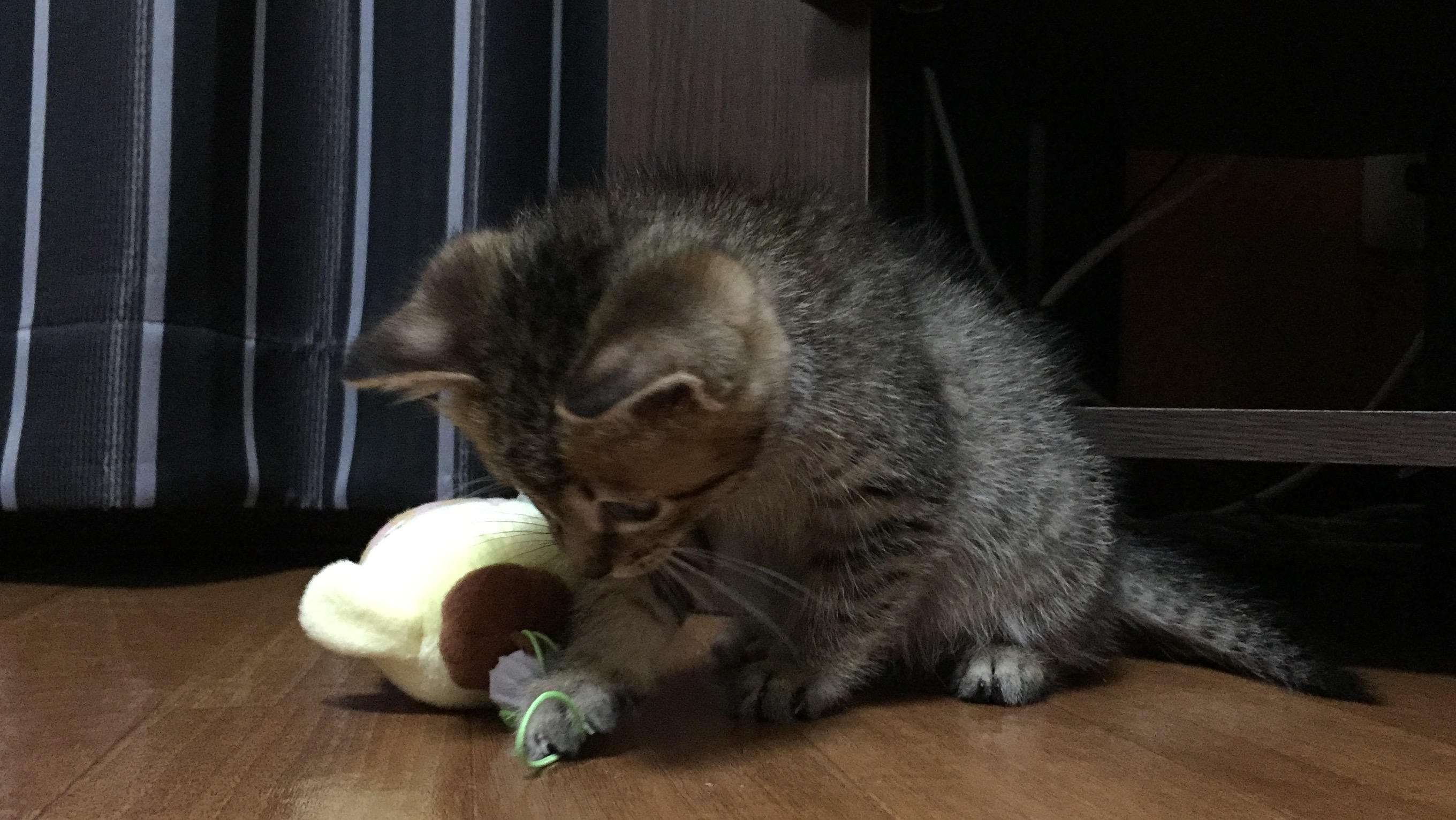 可愛いネコちゃん