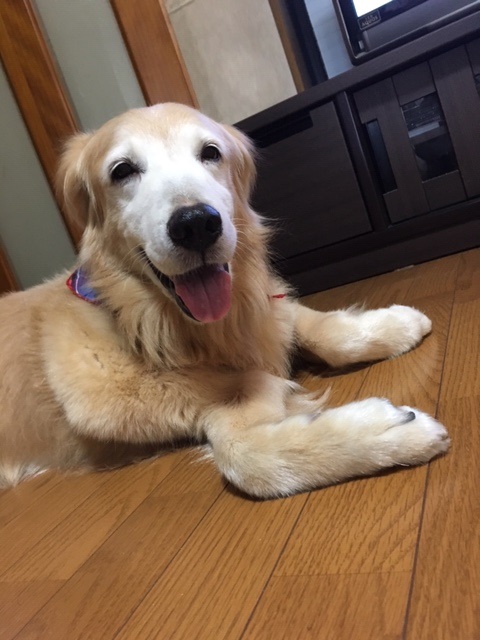 愛犬を紹介いたします^-^