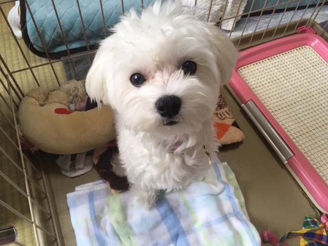 愛犬を紹介いたします^-^
