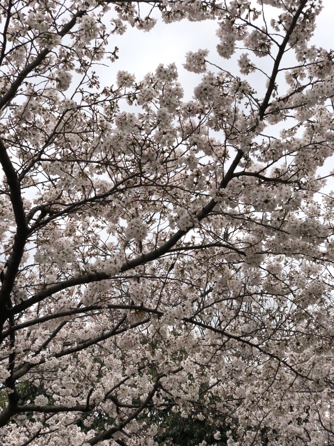 できることを徹底して。