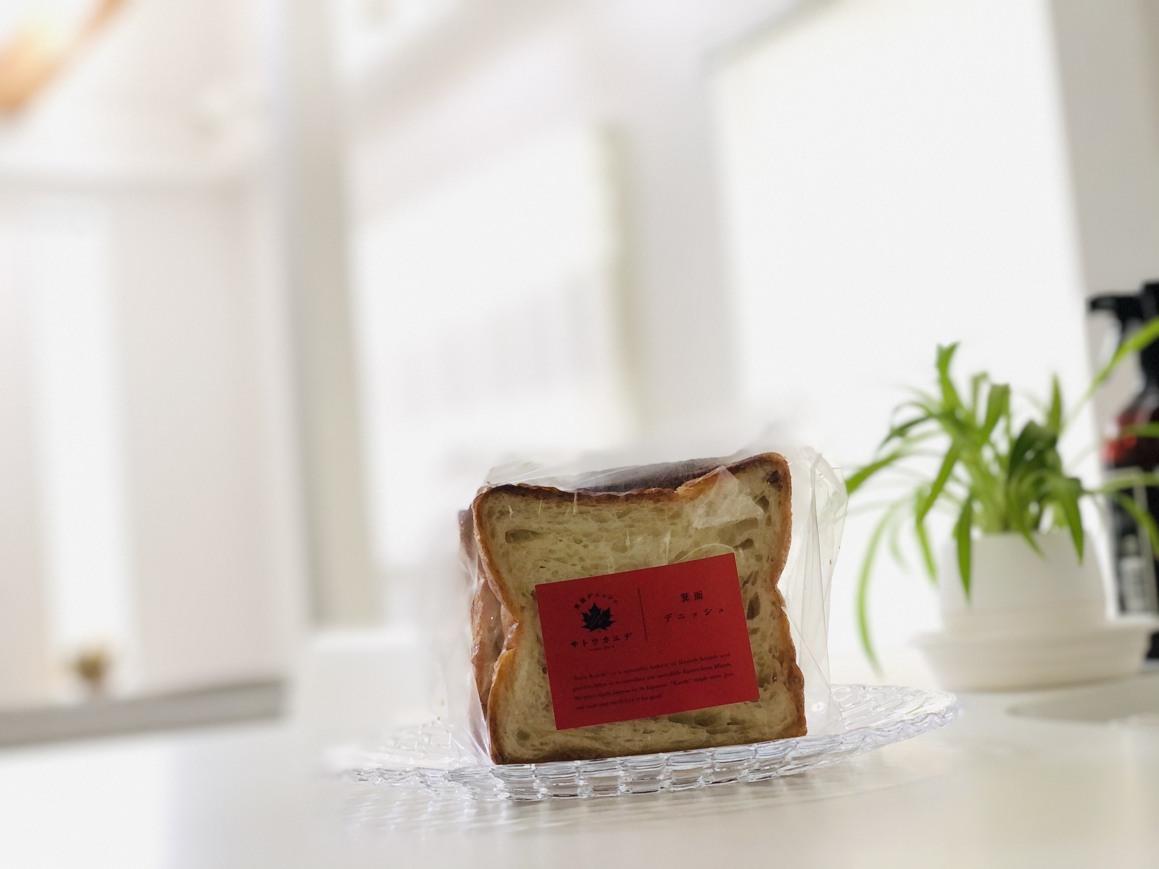 ✳︎サトウカエデ✳︎