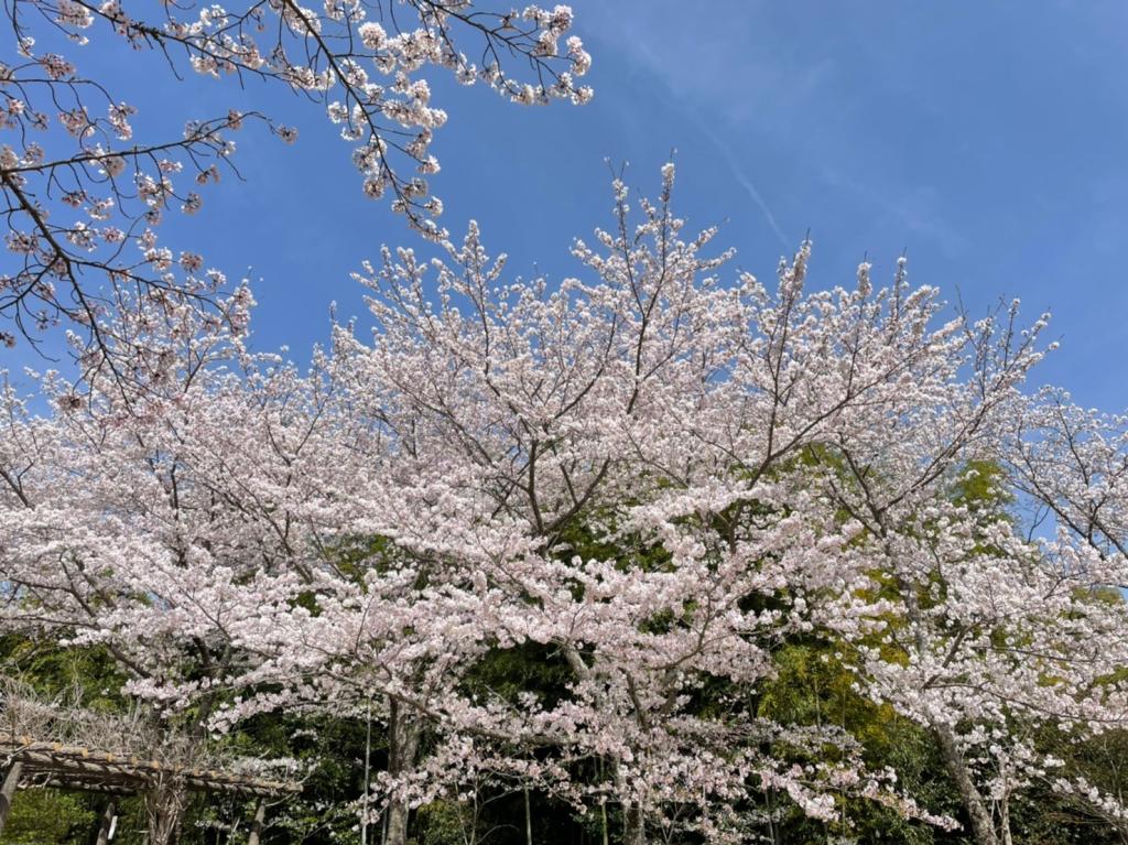 🐝春を感じてみませんか？🌸🌷