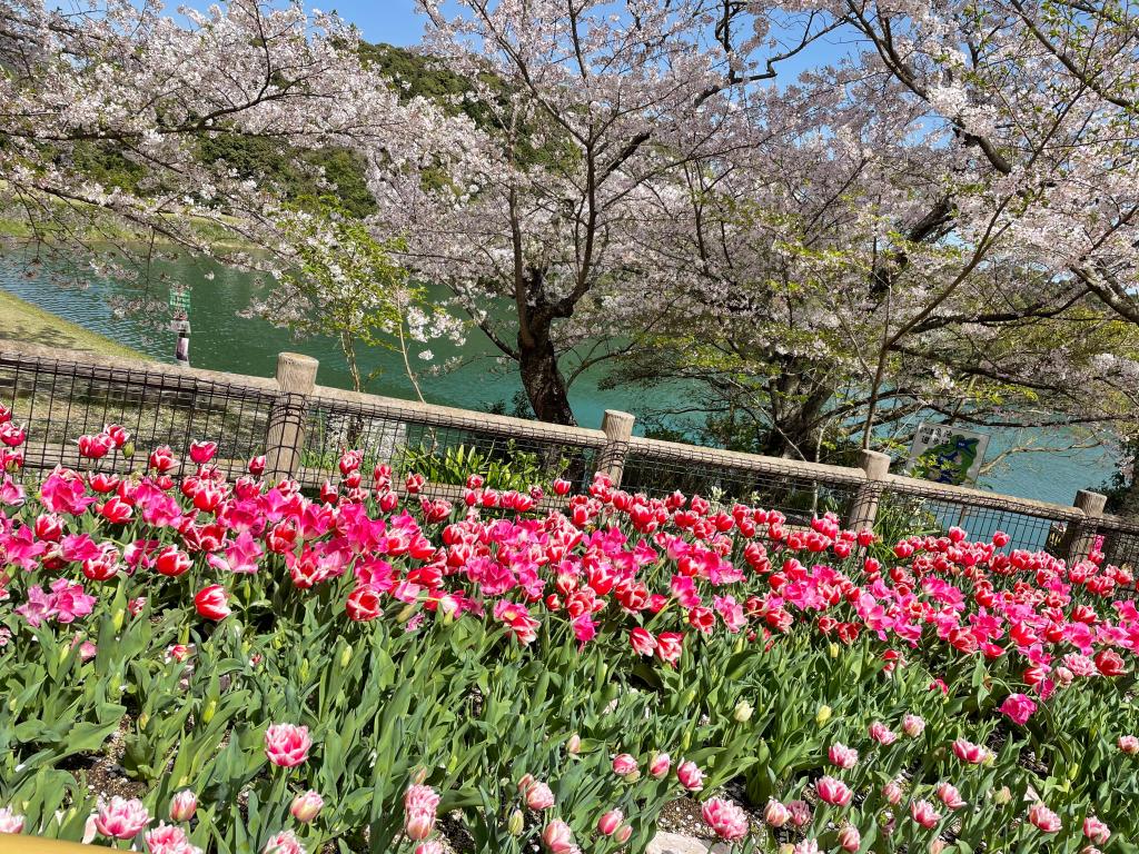 🐝春を感じてみませんか？🌸🌷