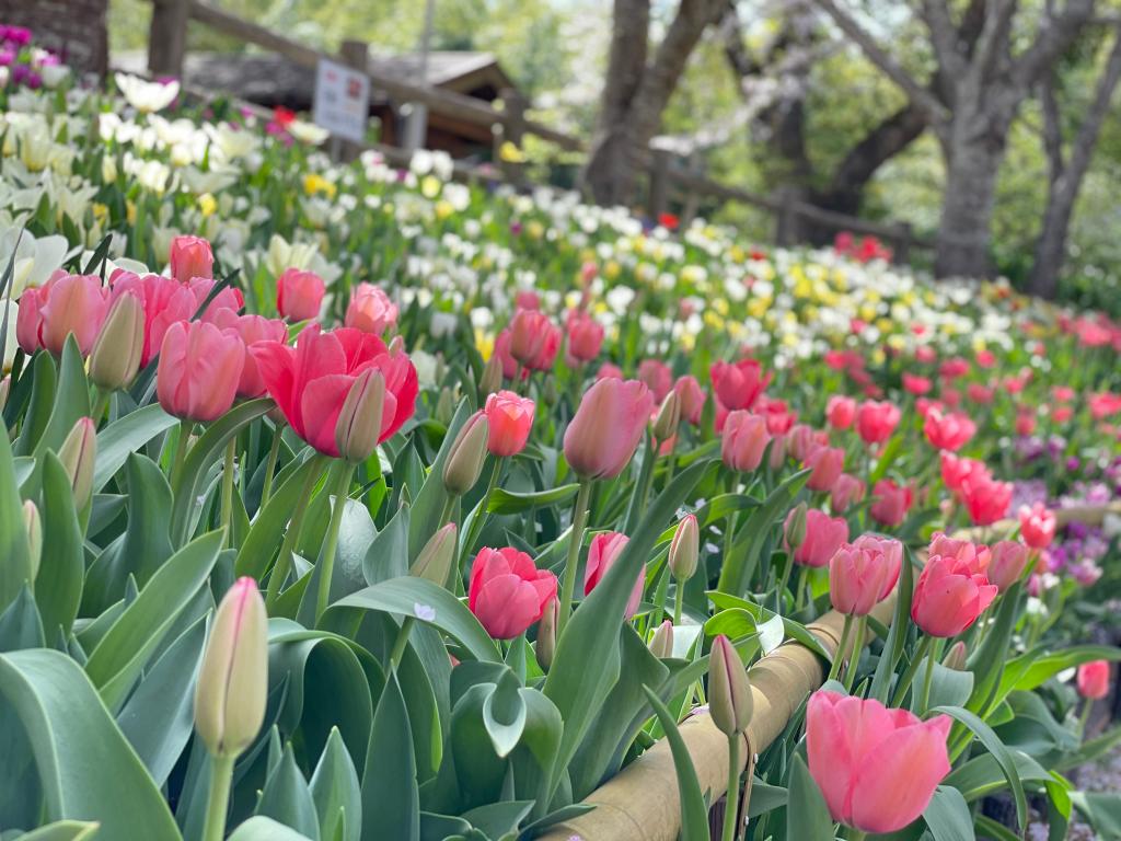 🐝春を感じてみませんか？🌸🌷