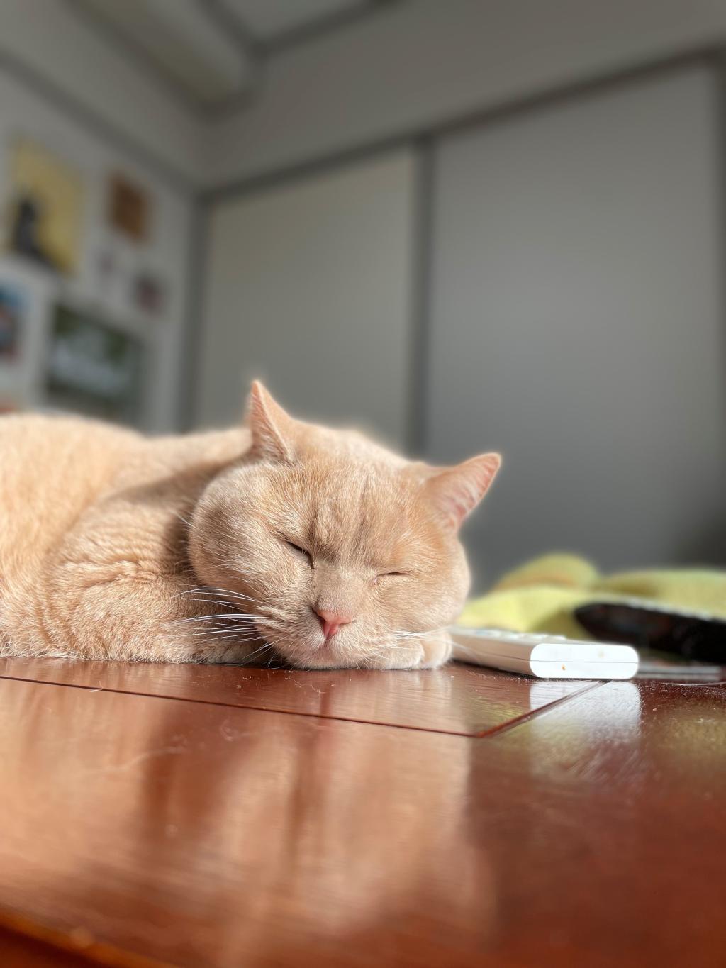 ねこ（ライオン）