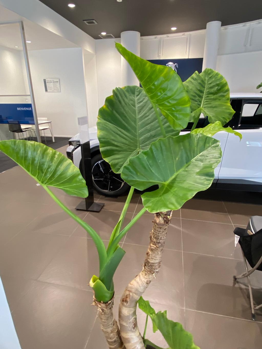 観葉植物