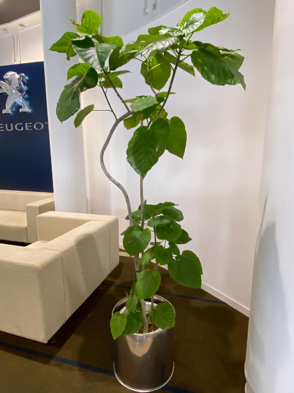 観葉植物