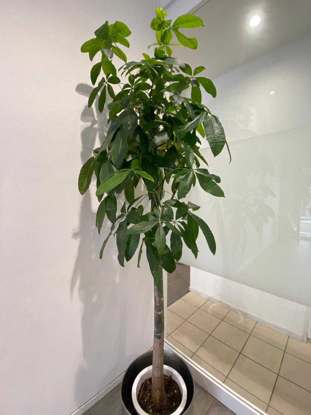 観葉植物🪴