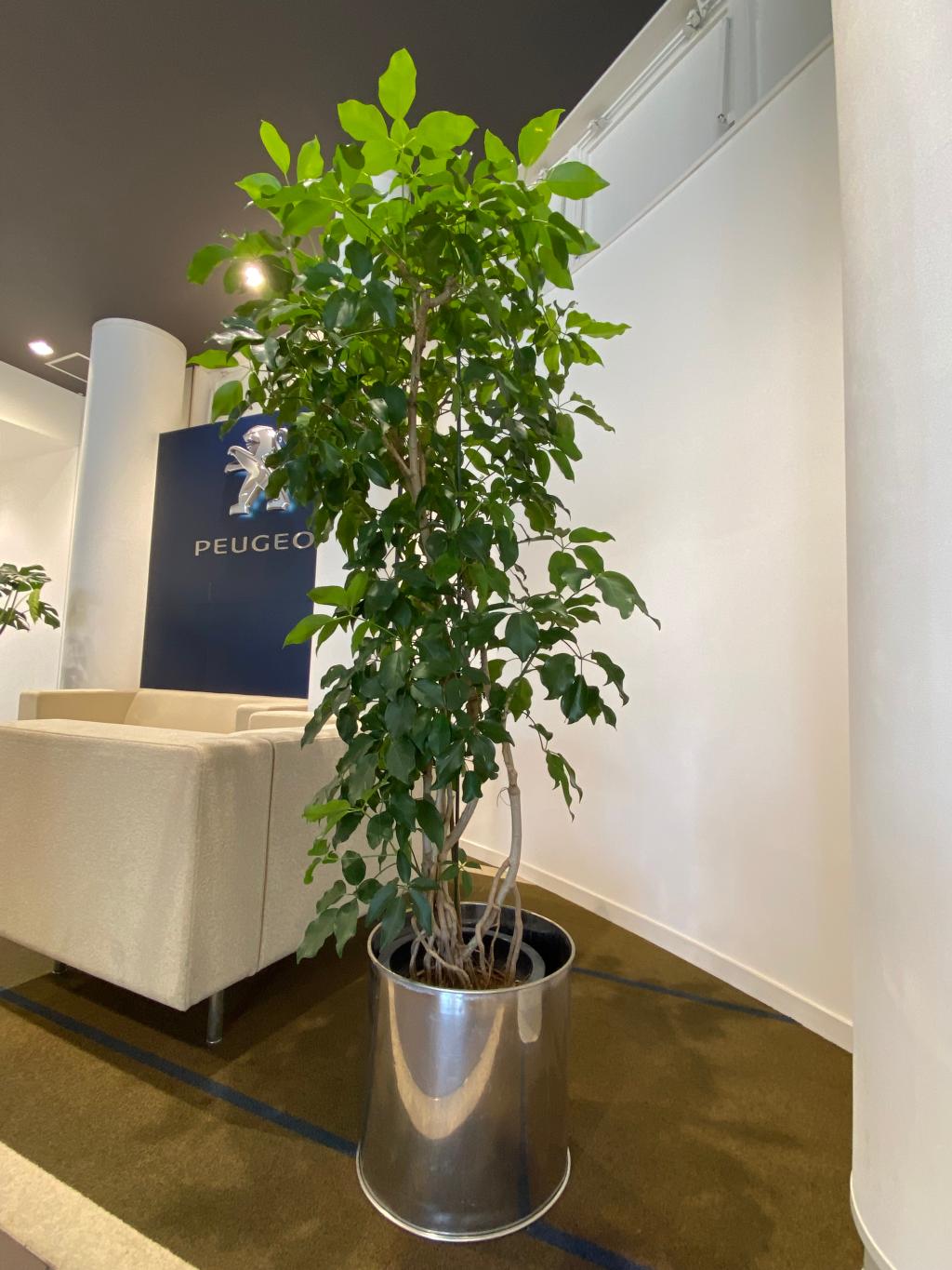 観葉植物🪴