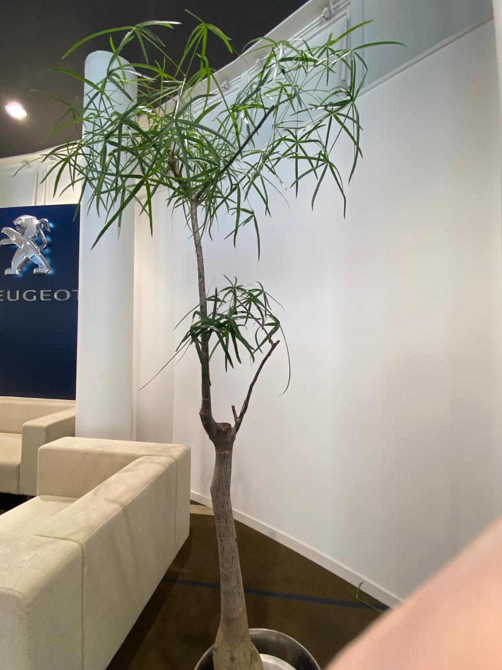 観葉植物🪴
