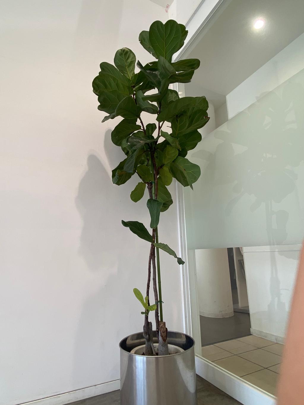 観葉植物🪴