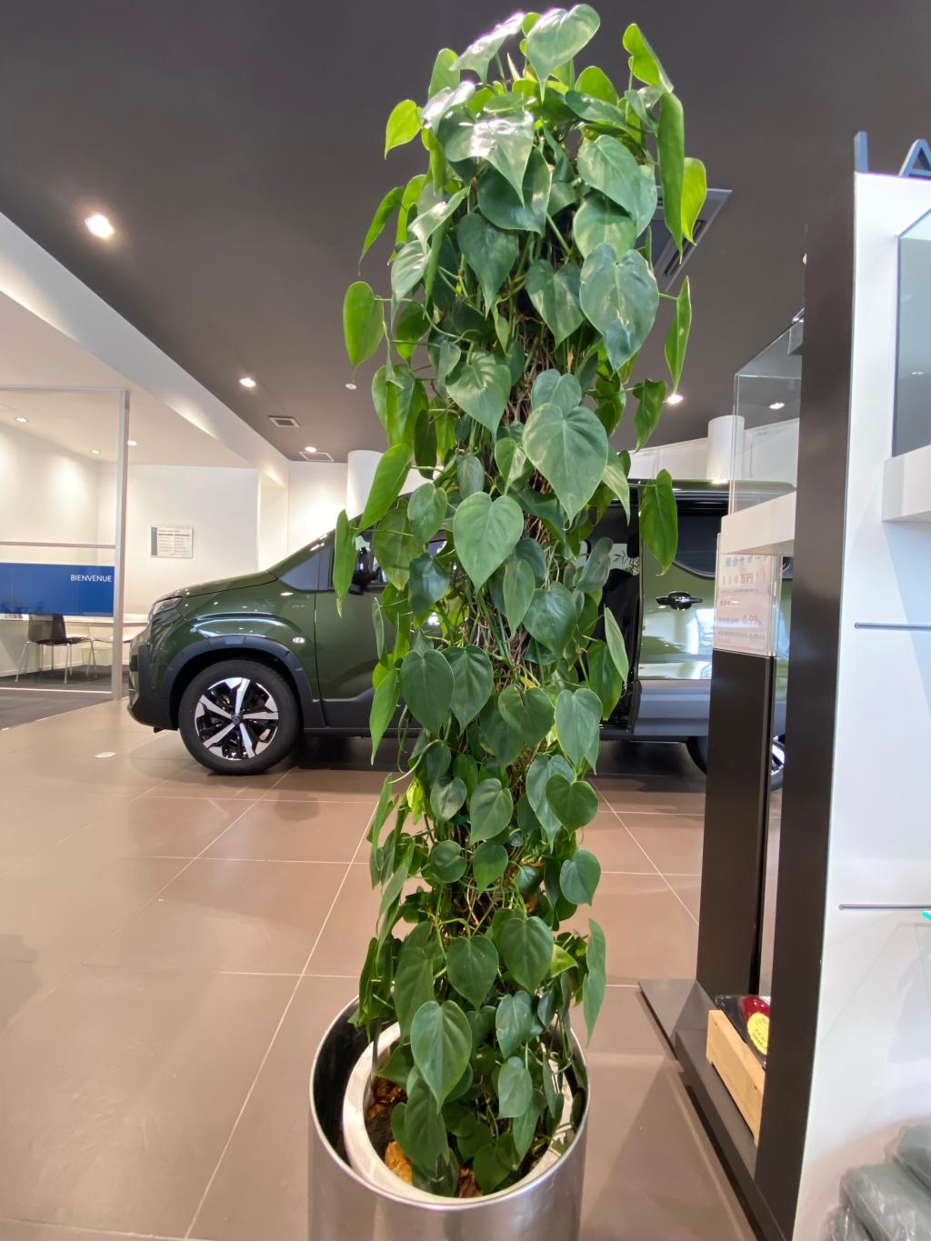 観葉植物🪴
