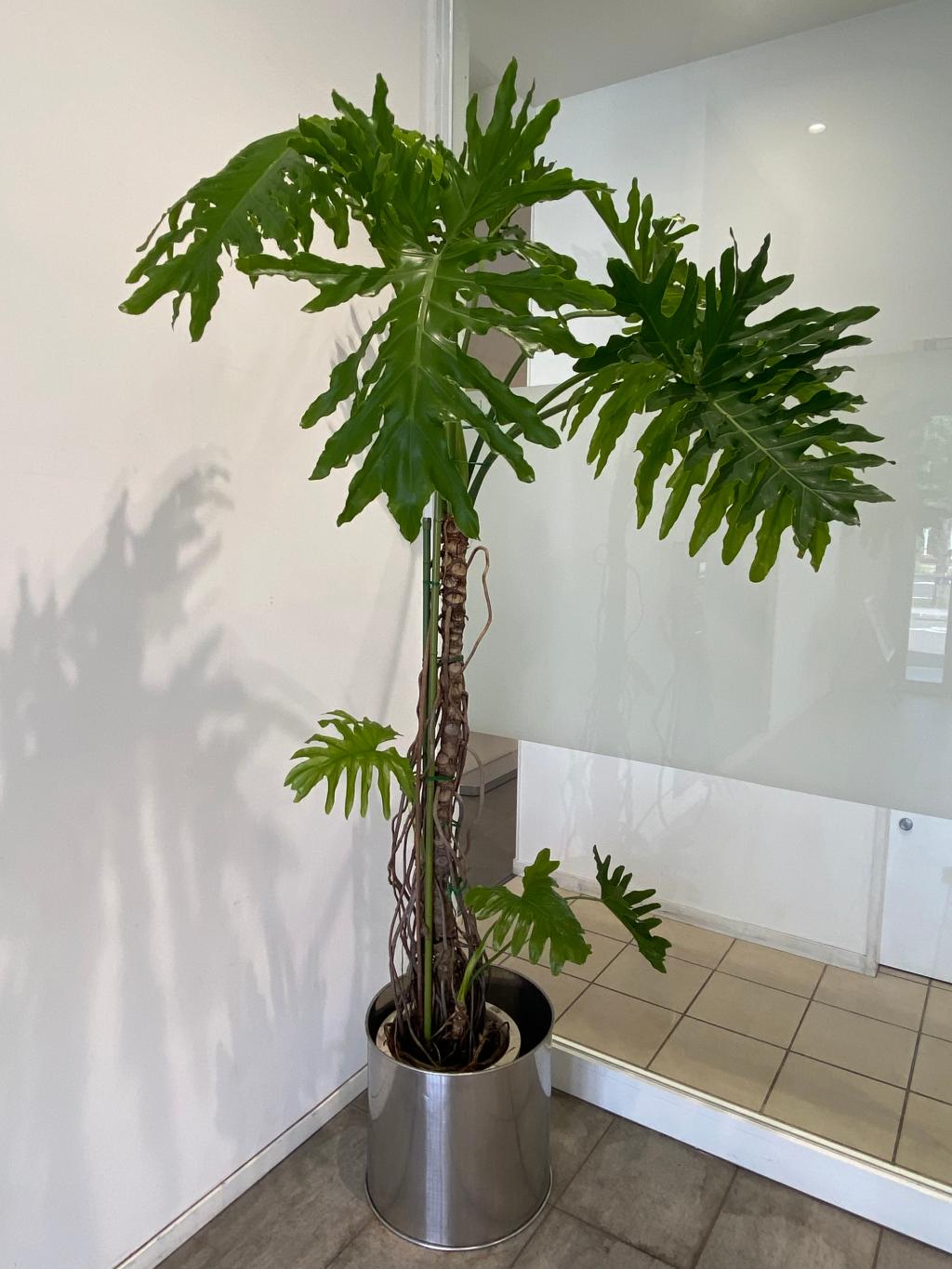 観葉植物🪴