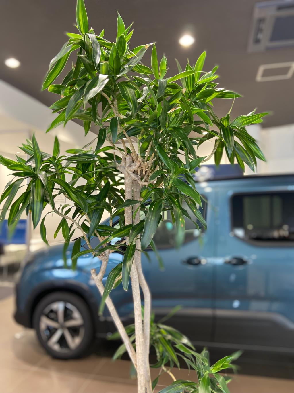 観葉植物🪴