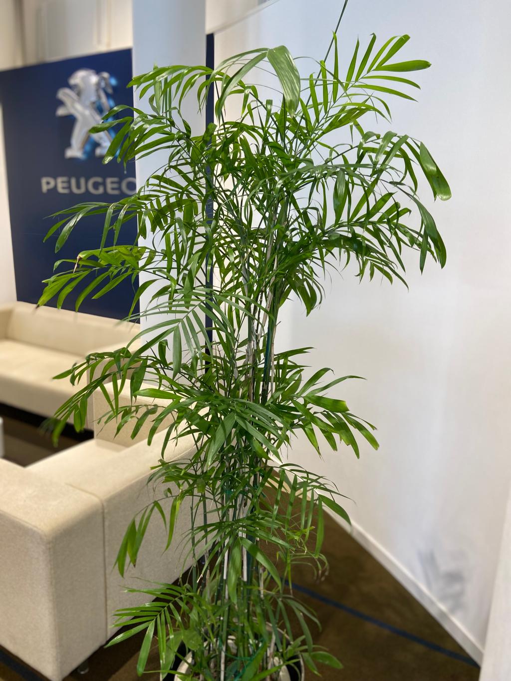 観葉植物🪴
