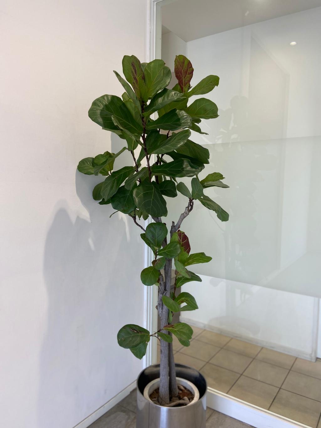 観葉植物🪴