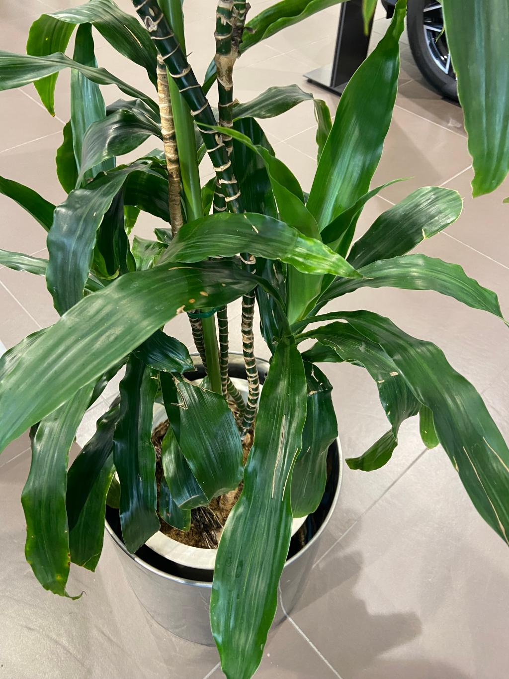 観葉植物🪴
