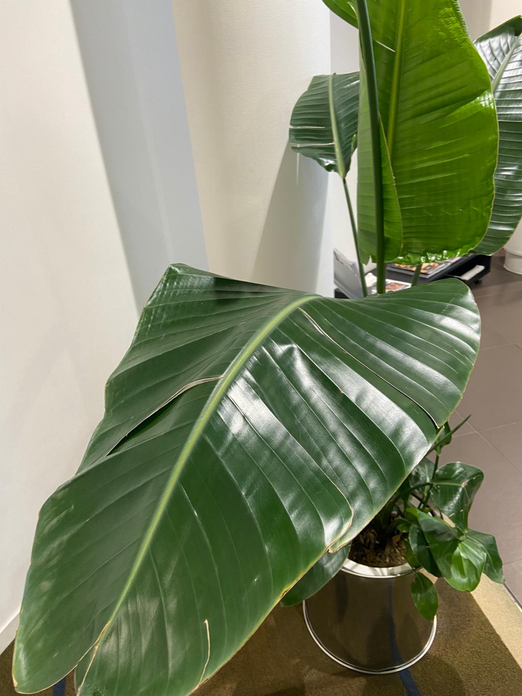 観葉植物🪴