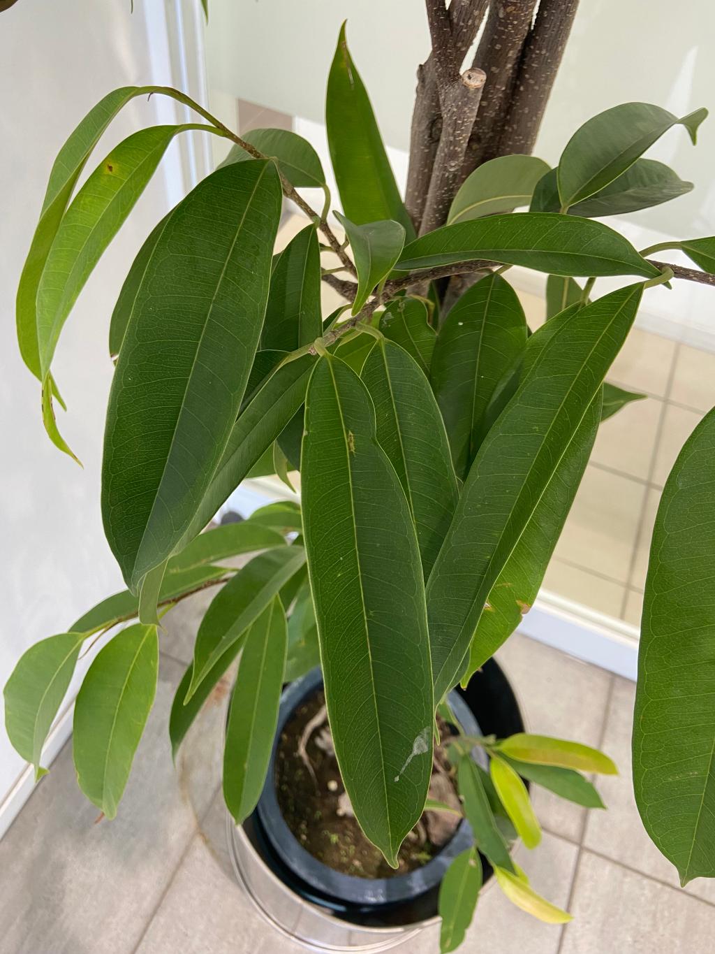 観葉植物🪴