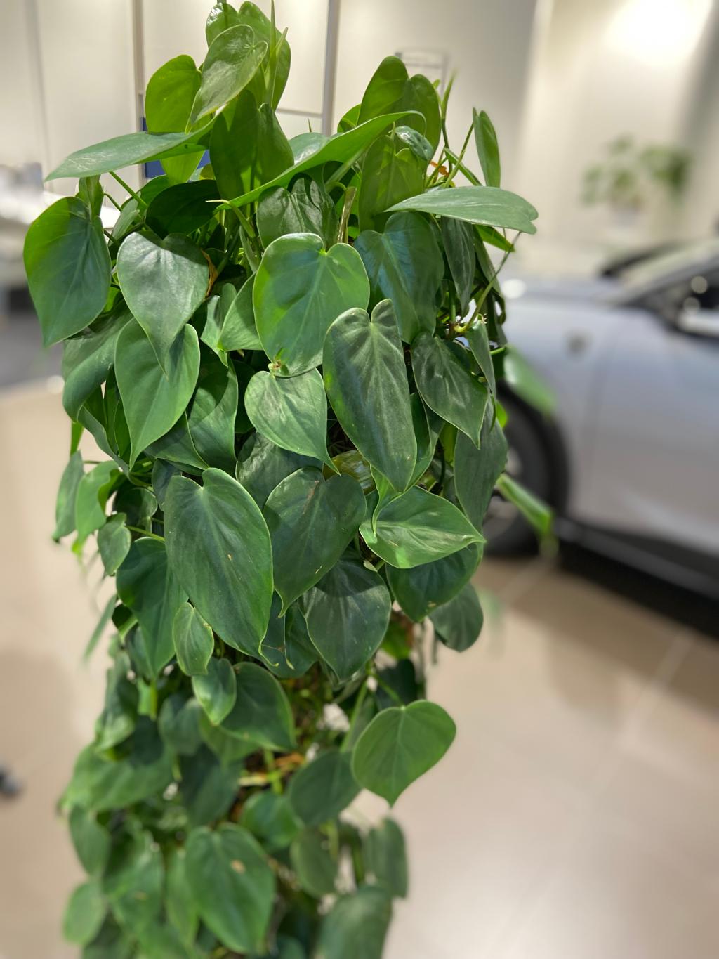 観葉植物🪴