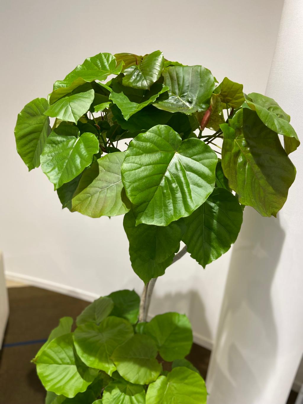 観葉植物🪴