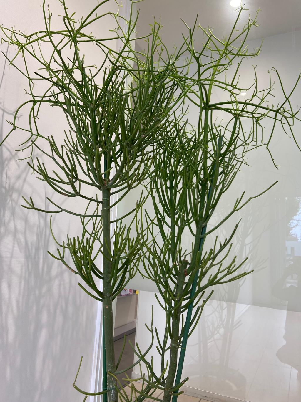 観葉植物🪴