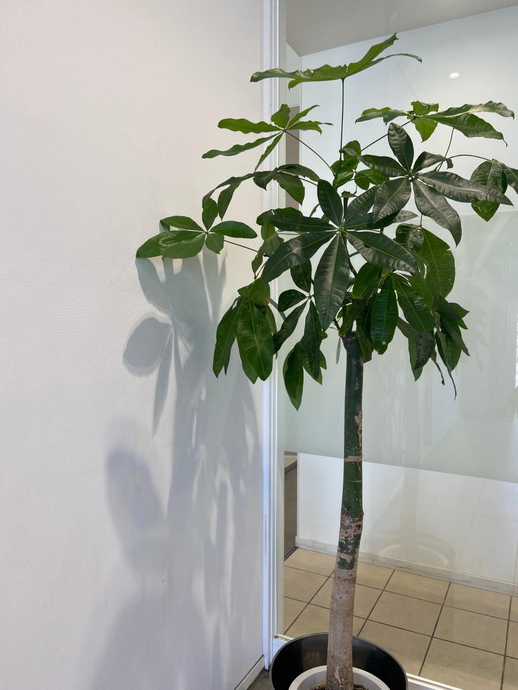 観葉植物🪴