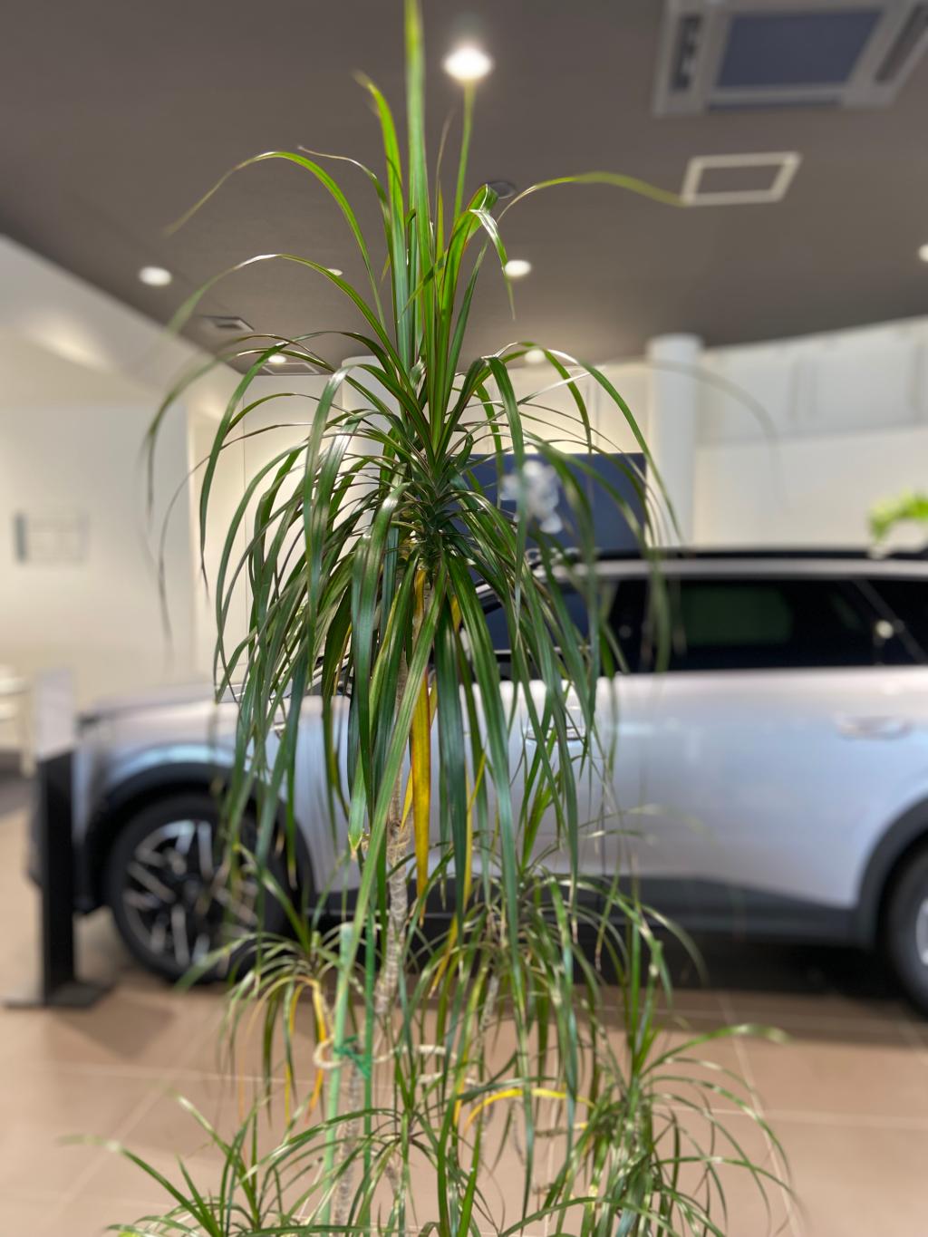 観葉植物🪴