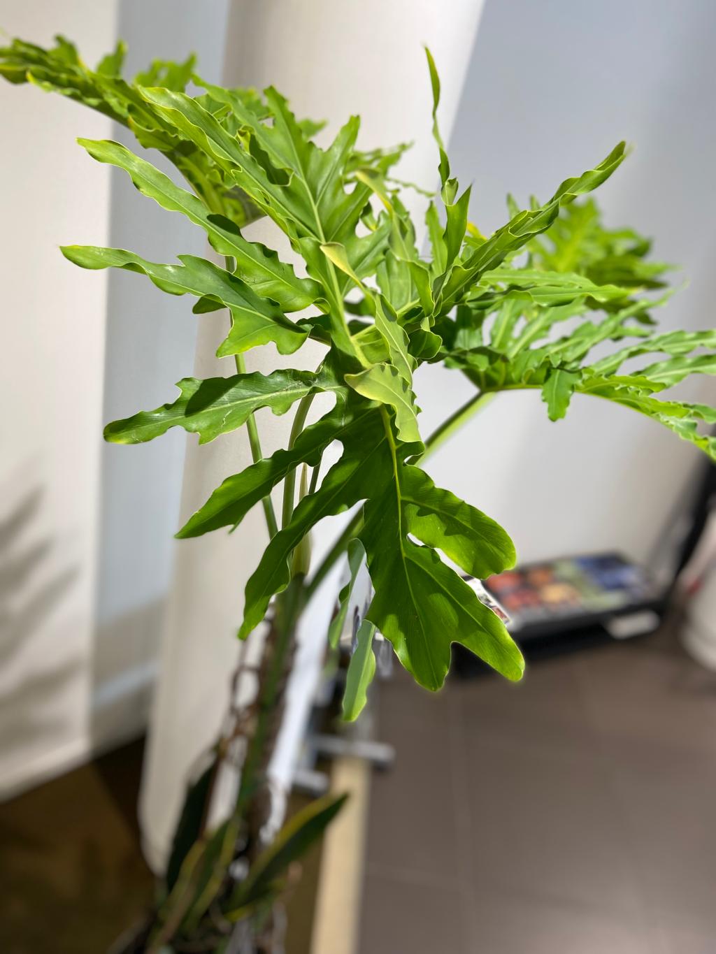 観葉植物🪴