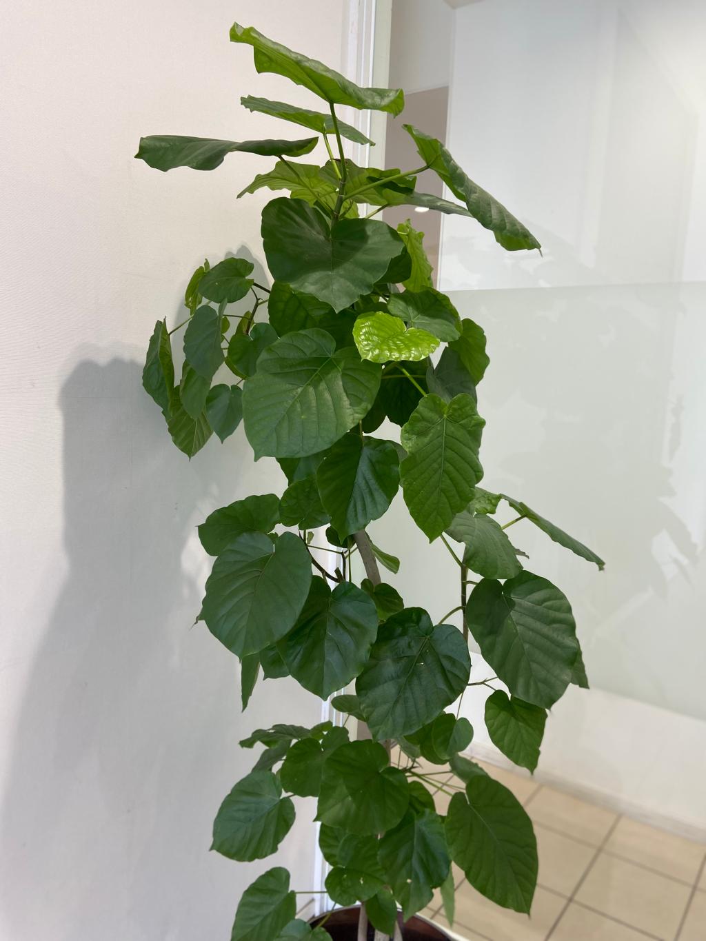 観葉植物🪴