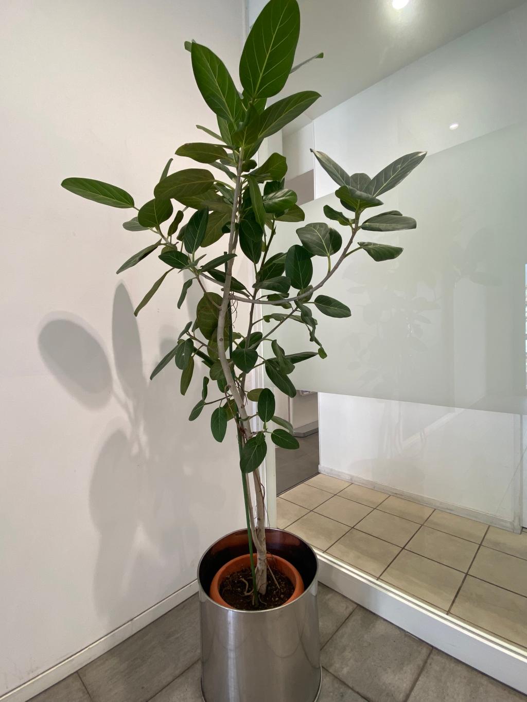 観葉植物🪴